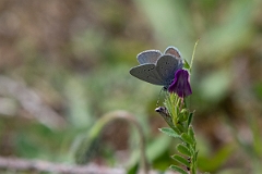 David Plant Photography - Wildlife Photography - Small blue - E
